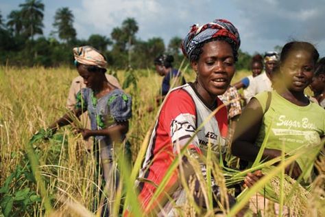 Local Farmers harvesting rice.  Liberia. Rice Farm, African Image, Poverty And Hunger, Rural Development, 15 October, Agricultural Development, Sustainable Management, Science Learning, Children Hospital