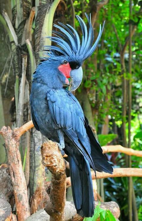 Beautiful Blue Bird Burung Kakatua, Palm Cockatoo, Kinds Of Birds, Australian Birds, Airbrush Art, Red Bird, Clipuri Video, All Birds, Bird Pictures