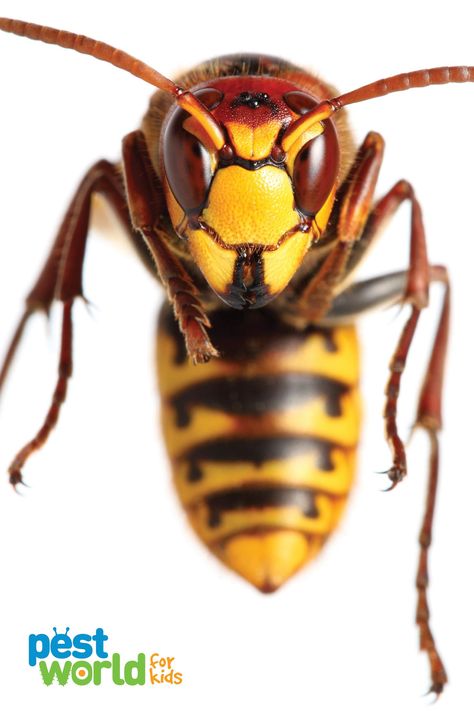 Types Of Wasps, Bee Face Paint, Hornet Sting, Wasps And Hornets, Miraculous Costume, Bee Face, Wasp Insect, Wasp Stings, Fun Facts For Kids