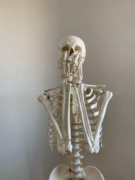 Skeleton Art Reference, Skull Facing Forward, Halloween Skeleton Aesthetic, Skeleton Poses Reference, Skeleton Side View, Skeleton Drawing Reference, Skeleton Reference, Skeleton Poses, Skeleton Sculpture