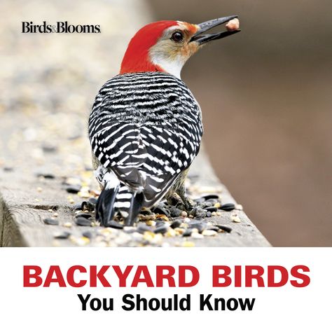 Backyard For Birds, Most Beautiful Birds Nature, Bird Area In Backyard, Bird Sanctuary Ideas Backyards, Wisconsin Birds, Wild Birds Backyards, Birding Tips, Eagle Facts, Backyard Birds Watching