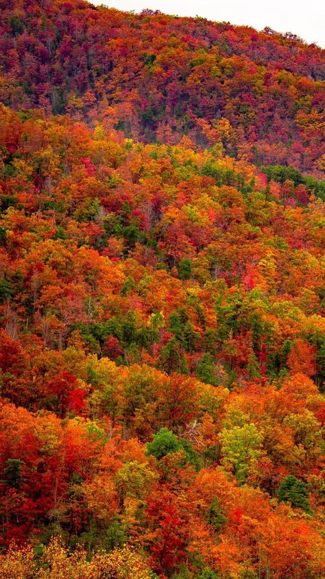 Fall In Smoky Mountains, Great Smoky Mountains Photography, Smoky Mountains In The Fall, Great Smoky Mountains National Park Fall, Great Smoky Mountains Fall, National Parks Aesthetic, Smoky Mountains Fall, National Park Aesthetic, Smoky Mountains Photography