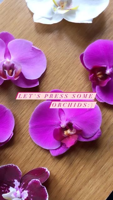 Irene on Instagram: "A short video about how I pressed orchids🌸 There is a lot of moisture in the petals of an orchid, so it is not so easy to dry it. I decided to use a warm iron to remove excess moisture💦 Orchids turned out not perfect, but I'm still happy with the result :) . . #pressedflowers #pressedorchids #orchids #pressedflowertips #pressedflowertutorial #pressedbotanicals #pressedplants #herbarium #flowerpress #flowerpressing" Pressed Orchid Art, Orchid Pressed Flower, Pressed Orchids, Orchid Interior, Preserving Flowers, Drying Flowers, Pressed Botanicals, White Orchids, Studio Design