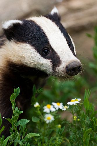 Badger Portrait - Surrey, UK When we lived in "Badgers Walk" in Surrey, we used to feed the badgers in our garden each evening.  It was wonderful to watch them close up. Badger Images, European Badger, Fox Cake, Honey Badger, British Wildlife, Love Animals, Woodland Creatures, Animal Planet, The Animals