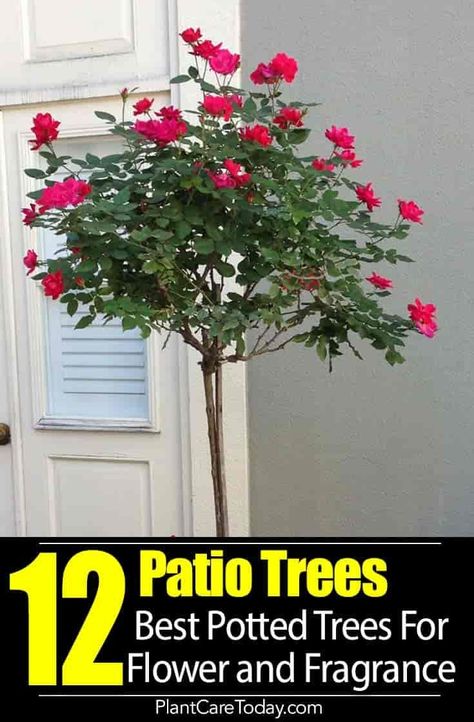 Potted Patio Trees add height, privacy, color, flowers, fragrance to small areas and tight space, especially the balcony. Our Best Recommendations [DETAILS] Potted Plants On Balcony, Flowers On Patio Ideas, Trees In Pots Outdoors Front Porches, Outdoor Patio Trees, 3 Flower Pots Together, Outside Plants In Pots Patio, Planters With Trees And Flowers, Corner Plants Outdoor, Shrubs In Pots Patio