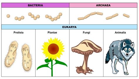 Domains of Life | BioNinja 3 Domains Of Life Biology, Archea Bacteria, Prokaryotic Cell, Listening Skills, Science Classroom, Ecosystem, Ecology, Biology, Science