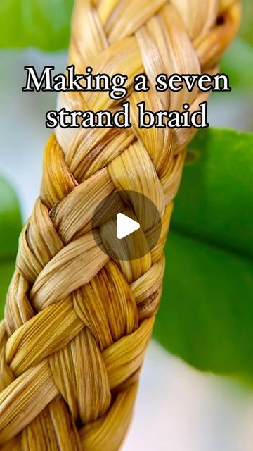 Forage_from_nature on Instagram: "Making a seven strand braid/plait  I’ve been enjoying trying different way to make handles for my baskets.  This seven strand braid or plait (depending on where you’re from) was made using daylily leaves." Braided Basket Diy, Corn Leaves Crafts, Grass Braiding, Plant Weaving, Plaited Braids, Natural Weaving, Palm Weaving, Diy Basket Weaving, Corn Craft