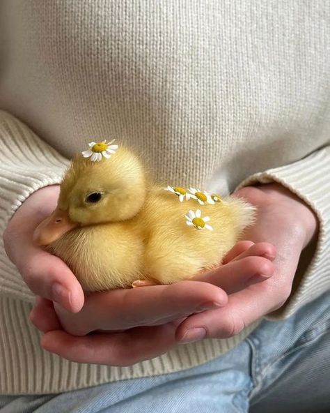 Ducks, Pet, Yellow, Instagram