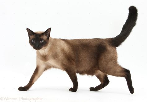 Seal Point Siamese Cats Siamese Cats Blue Point, Standing Reference, Pose Standing, Seal Point Siamese, Balinese Cat, Cat Standing, Cat Drawing Tutorial, F2 Savannah Cat, Warrior Cat Oc