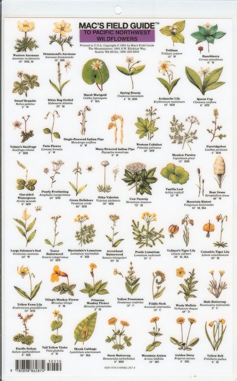 Mac's Field Guide to Pacific Northwest Wildflowers Pnw Wildflowers, Herb Foraging, Pnw Flowers, Pacific Northwest Tattoo, Pacific Northwest Flowers, Oregon Wildflowers, Pnw Plants, White Flowering Trees, Leaf Identification