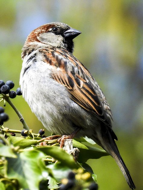 Download free HD stock image of Sparrow Sperling Sparrow Bird, House Sparrow, Learning English For Kids, Free To Use Images, Diy Bird Feeder, Different Birds, Diy Birds, Chestnut Color, Bird Boxes