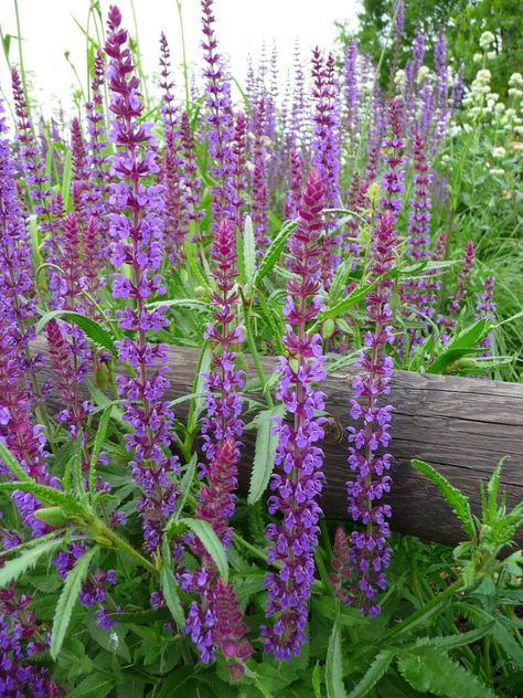 Wood Sage (Salvia nemorosa) Nectar Rich Plants for Garden Wildlife Meadow Sage, Salvia Nemorosa, Sage Tea, Types Of Fungi, Woodland Plants, How To Dry Sage, Perennial Herbs, Dry Leaf, Medicinal Herbs