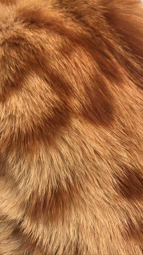 Animal Fur Texture, Fur Aesthetic, Fur Background, Cat Skin, Fur Texture, Muslim Couple Photography, Texture Photography, Animal Fur, Dog Skin