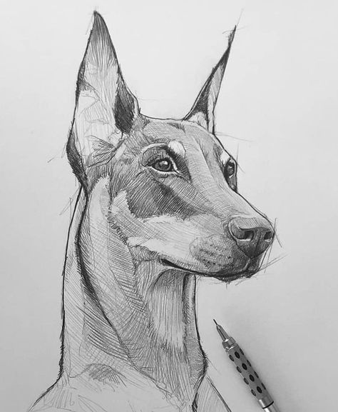 Dog Pencil Drawing, Realistic Animal Drawings, Dog Design Art, Pet Drawing, Animal Drawings Sketches, Dog Sketch, Animal Sketches, Arte Animal, Dog Drawing