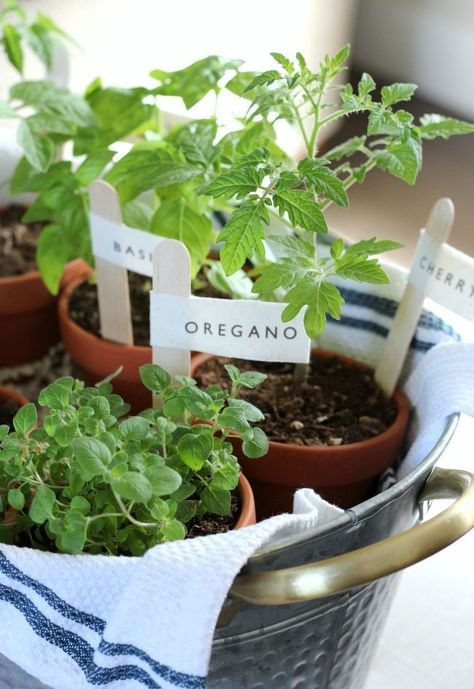 Herbs in Terracotta Pots with DIY Garden Markers - Gift Idea for the Gardener or Cook Garden Gift Basket, Herb Garden Gift, Tomatoes In Pots, Herb Gifts, Gardening Gift Baskets, Pinterest Food, Garden Farmhouse, Growing Tomatoes In Containers, The Gardener