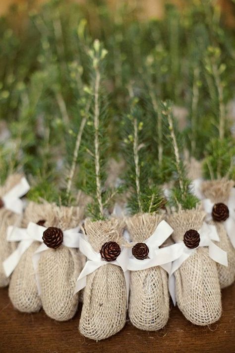 Winter Wedding Idea: Evergreens Tree Wedding Favors, Eco Friendly Wedding Favors, Evergreen Wedding, Hunting Wedding, Winter Wedding Favors, Wedding Favors And Gifts, Winter Wonderland Baby Shower, Eco Wedding, Wedding Favors Cheap