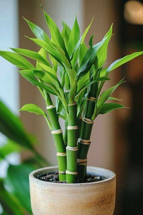 Lucky Bamboo (Dracaena sanderiana) is a delightful and vibrant addition to any home or office! 🎍🌿 Known for its elegant, spiral-shaped stems and easy care, this plant is a beautiful blend of aesthetic appeal and symbolic luck. Low maintenance and bursting with charm, Lucky Bamboo is perfect for adding a touch of greenery and good fortune to your space. Indulge in this stylish twist on indoor plants today! 🌱✨ #LuckyBamboo #IndoorPlants #GoodFortune #GreenLiving Bamboo Indoor Plant, Bamboo Flower, Plants For Office, Bamboo Plant Indoor Decor, Aesthetic Plant Photos, Bamboo Plant, Lucky Bamboo Plants Decor Ideas, Feng Shui Indoor Plants, Bamboo Plant Indoor