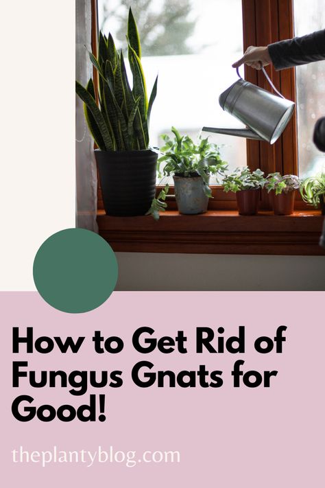 A person watering their houseplants sitting on a windowsill. The text reads “How to get rid of Fungus Gnats for good!” Houseplant Pests, Fungus Gnats, Mealy Bugs, Pest Prevention, Identify Plant, Plant Pests, Spider Mites, Plant Fungus, Diy Sprays