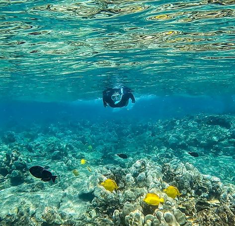 Best Snorkeling In Oahu, Oahu Snorkeling, Captain Cook Hawaii, Hawaii Snorkeling, Hawaii Big Island, Green Sand Beach, Hawaii Summer, Best Snorkeling, Captain Cook