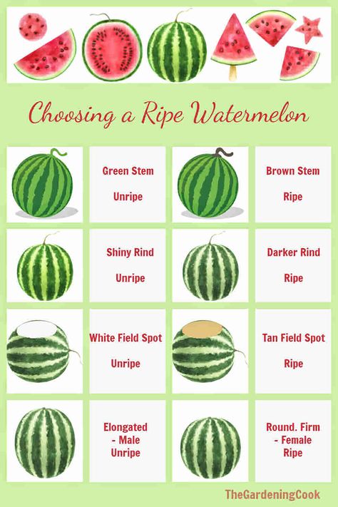 Knowing when to pick your watermelon in the garden, or how to choose a ripe one at the store can be a challenge. This chart shows some tips for choosing a ripe watermelon. Watermelon Chart, Watermelon Ripeness, Picking Watermelon, Watermelon Facts, Types Of Watermelon, Watermelon Varieties, Watermelon Uses, Fruit Picking, Sweet Watermelon