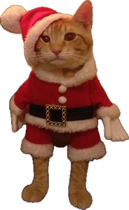 Christmas, Cat Dressed Up, A Cat