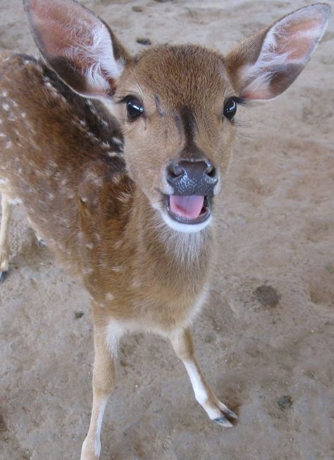 Cute Deer Pictures, Silly Deer Pictures, Deer Pfp, Deer Beauty, Deer Images, Funny Deer, Small Deer, Deer Photos, Deer Pictures