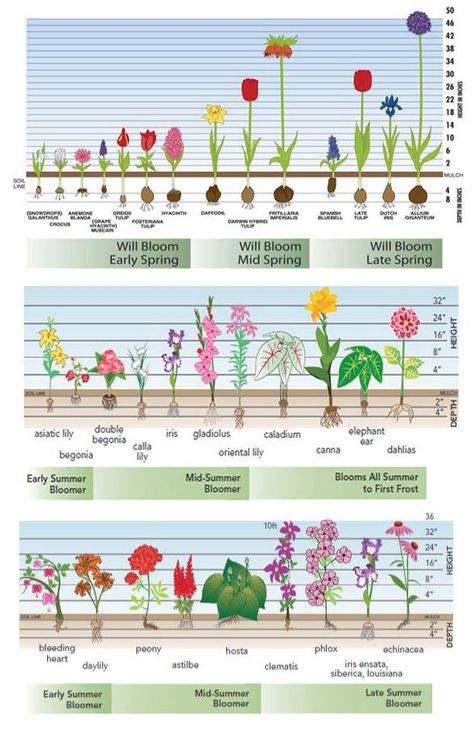 Garden Bulbs, Plantarea Legumelor, Longfield Gardens, Cut Flower Garden, Diy Gardening, The Secret Garden, Landscape Plans, Planting Bulbs, Perennial Garden