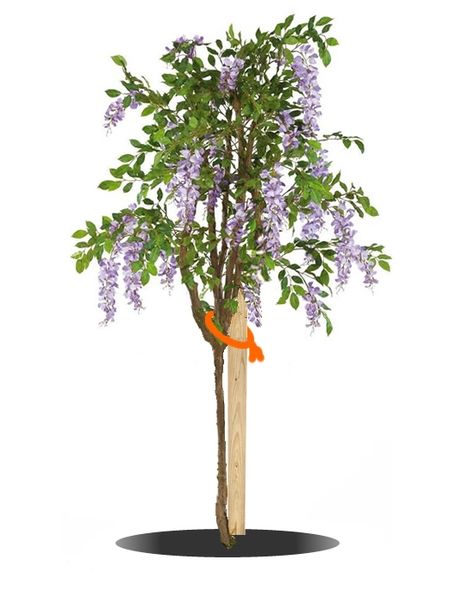 Wysteria Tree, Wisteria Pruning, Wisteria How To Grow, Wisteria Trellis, Wisteria Garden, Wisteria Plant, Wisteria Vine, Wisteria Tree, Casa Exterior