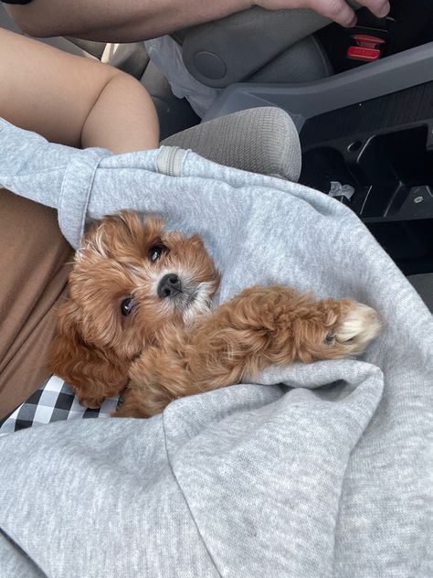 Small Puppy Aesthetic, Cavapoo Puppies Aesthetic, Cavapoo Accessories, Dogs That Stay Small Forever, Toy Cavapoo Full Grown, Mini Cavapoo Full Grown, Cacapoopoo Dog, Cavapoo Aesthetic, Chorkies Puppies