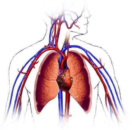 16. Immediately, during the stress response, breathing rates are increased and heavier, heart rate increases and blood vessels constrict. The continuous constriction of blood vessels is associated with increased blood pressure and higher risk for heart problems, chronic stress over time can lead to stroke or even heart attack (AIS, 2020) Picture: Habits of the heart [Respiratory and cardiovascular systems]. (2000). Retrieved April 29, 2020, from https://www.smm.org/heart/ Human Body Organs, Human Tissue, Human Body Unit, Animal Adaptations, Human Body Systems, Self Development Books, Dental Humor, Cardiovascular System, Body Organs