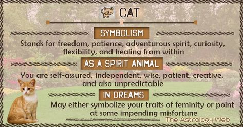 White Cat Spiritual Meaning, White Cat Symbolism, Animal Omens, Cat Meaning, Animal Totem Spirit Guides, Cat Symbolism, Cat Spirit Animal, Spirit Animal Meaning, Totem Animals