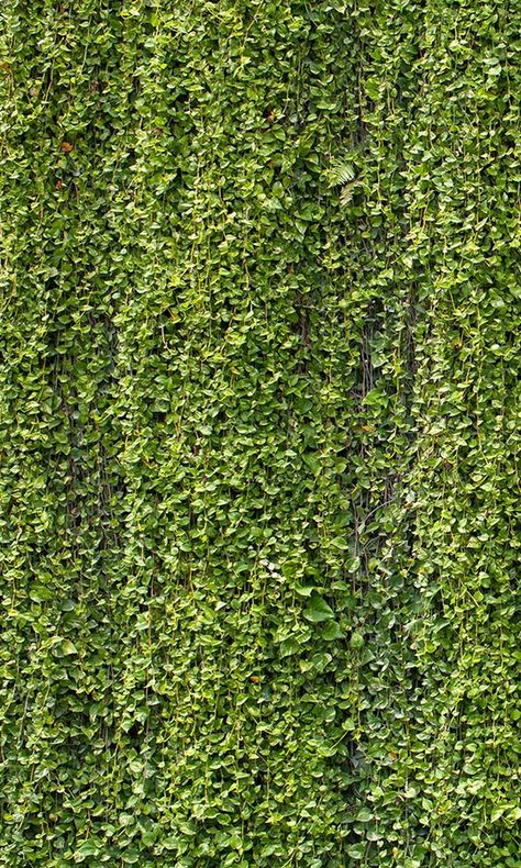 Wallpaper murals are among the most transformative of wall décor choices. Sold in panels that are arranged on the wall, wallpaper murals feature large-scale imagery that completely dramatizes and renovates the space. Thanks to its high-quality printing process, you can get that picture perfect photorealistic look right Creeper Wall, Greenery Texture, Creeper Plants, Concrete Wall Design, Greenery Background, Transitional Wallpaper, Textures Murales, Plant Texture, Ivy Wall