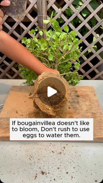 Garden Flowers on Instagram: "Bougainvillea care tips #garden #gardening #plants #planting #planthacks #gardenhacks #gardeningmakemehappy #gardeningtips #gardeningideas #gardeninspiration #gardenlove" Grafting Bougainvillea, Greek Bougainvillea, Bougainvillea Care, Bougainvillea Purple, Greece Flowers Bougainvillea, Barbara Karst Bougainvillea Plants, Gardening Plants, Bougainvillea, Garden Flowers