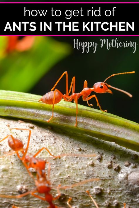 Ant Repellant, Ant Remedies, Sugar Ants, Ant Repellent, Ants In House, Red Ant, Rid Of Ants, Red Sugar, Pantry Fridge