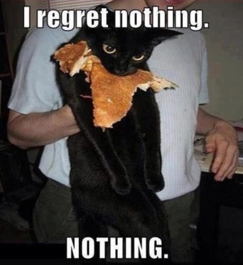 No regrets Humor Animal, Animal Captions, I Regret Nothing, Funny Pictures With Captions, I Regret, A Black Cat, Funny Captions, Funny Cat Memes, Funny Animal Pictures