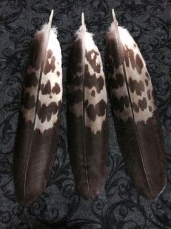 Here are three of the best quality replica golden eagle feathers made with dyes! I am the artist and offer only the best feathers. These are 100% legal to own and are soft and feel natural unlike the Eagle Feather Tattoos, Feather Identification, Indian Feather Tattoos, Woodland Indians, Powwow Regalia, Owl Feather, Native American Pictures, Eagle Feathers, Art Articles