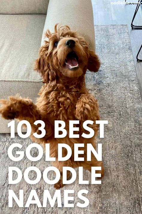 Full Grown Mini Goldendoodle, Goldendoodle Full Grown, Goldendoodle Names, F1 Mini Goldendoodle, Goldendoodle Black, Toy Goldendoodle, Doodle Name, Red Goldendoodle, Names Male