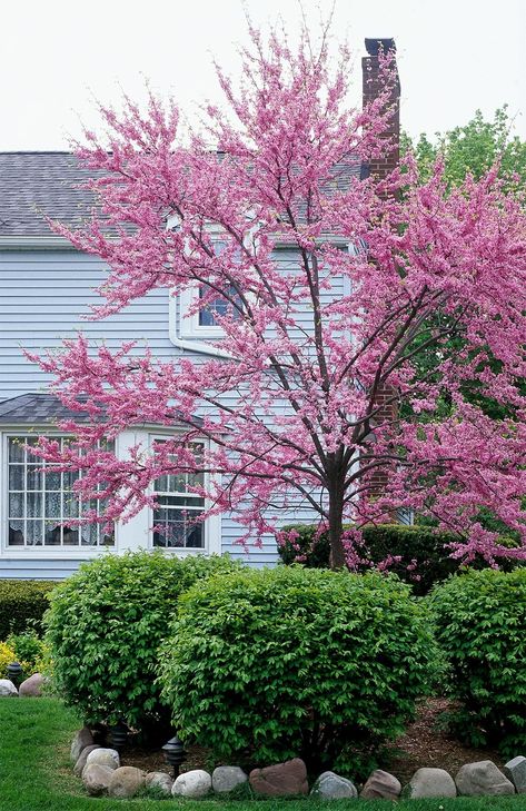 redbud-cercis-canadensis-pink-flowers-dbf172a1 Small Trees For Front Yard, New Home Landscaping, Small Ornamental Trees, Pagoda Dogwood, Spring Blooming Trees, Trees For Front Yard, Eastern Redbud, Redbud Tree, Japanese Tree