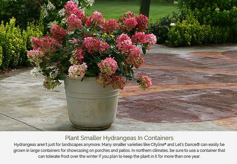 Hydrangeas Senses - Proven Beauty Firelight Hydrangea, Little Lime Hydrangea, Flowers In A Pot, Hardy Hydrangea, Fast Growing Shrubs, Hydrangea Varieties, Endless Summer Hydrangea, Panicle Hydrangea, Hgtv Garden