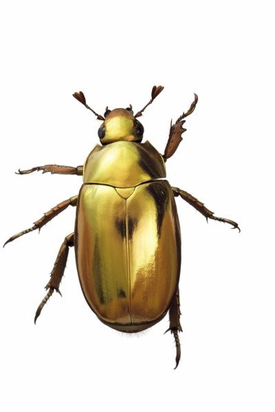 golden beetle Beetle Aesthetic, Golden Beetle, Beetle Insect, Cool Bugs, Scarab Beetle, A Bug's Life, Beetle Bug, Beautiful Bugs, Creepy Crawlies