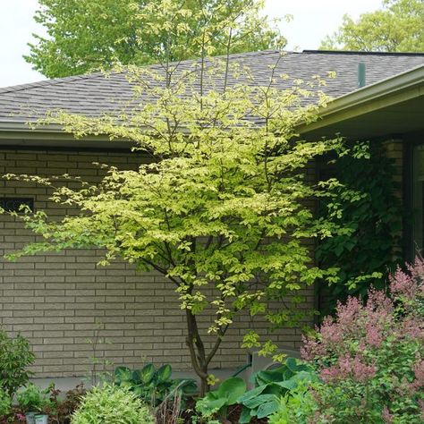 CORNUS_GOLDEN_SHADOWS_DOGWOOD_PW_CORGS_04 Dogwood Shrub, Pagoda Dogwood, Garden Mum, Bog Plants, Backyard Shade, Backyard Plants, Side Garden, Flowering Shrubs, Potting Soil