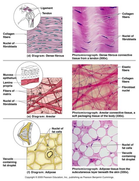 Human Tissue | Biology Pictures: Connective Tissue Cells in Human Body - 2 Loose Connective Tissue Histology, Connective Tissue Histology, Areolar Connective Tissue, Tissue Diagram, Dense Connective Tissue, Biology Pictures, Anatomi Dan Fisiologi, Loose Connective Tissue, Tissue Biology