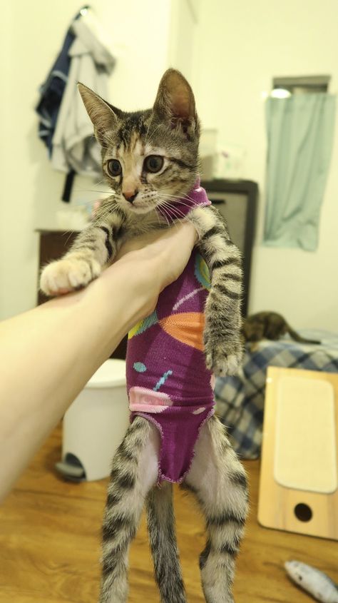 Kitten Sock Onesie - DIY Craft For Your Furbabies After Spay/Neuter Day! - Cole & Marmalade Kitten Diy Ideas, Sock Cat, Cat Recovery Suit Diy Pattern, Diy Cat Recovery Suit, Cat Spay Recovery Shirt Diy, Diy Kitten Clothes, Diy Cat Onesie, Cat Surgery Recovery Suit Diy, Onesie For Cat After Surgery Diy