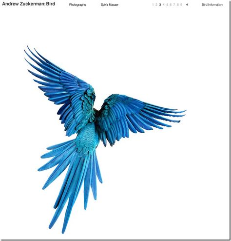 AndrewZuckerman_SpixsMacaw_s Parrot Flying, Blue Macaw, Macaw Parrot, Bird Wings, Blue Birds, Bird Pictures, Exotic Birds, Tropical Birds, Colorful Birds