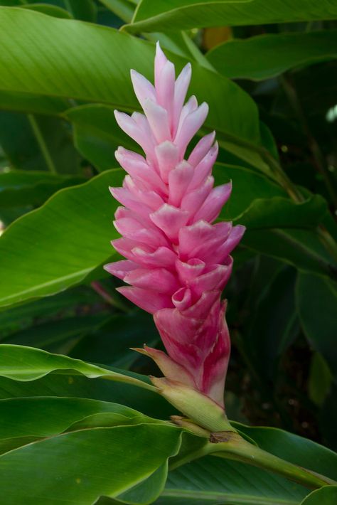 Pink Ginger Flower, Ginger Plant Flower, Rainforest Flowers, Pink Ginger, Ginger Plant, Ginger Flower, Rustic Inspiration, Ishigaki, Tropical Forest