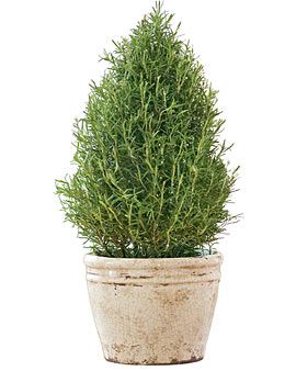 Rosemary Christmas Tree, Prayer Garden Ideas, Plant Rosemary, Rosemary Tree, Landscaping Rocks, Best Herbs To Grow, Rose Plant Care, Fuchsia Plant, Rosemary Herb