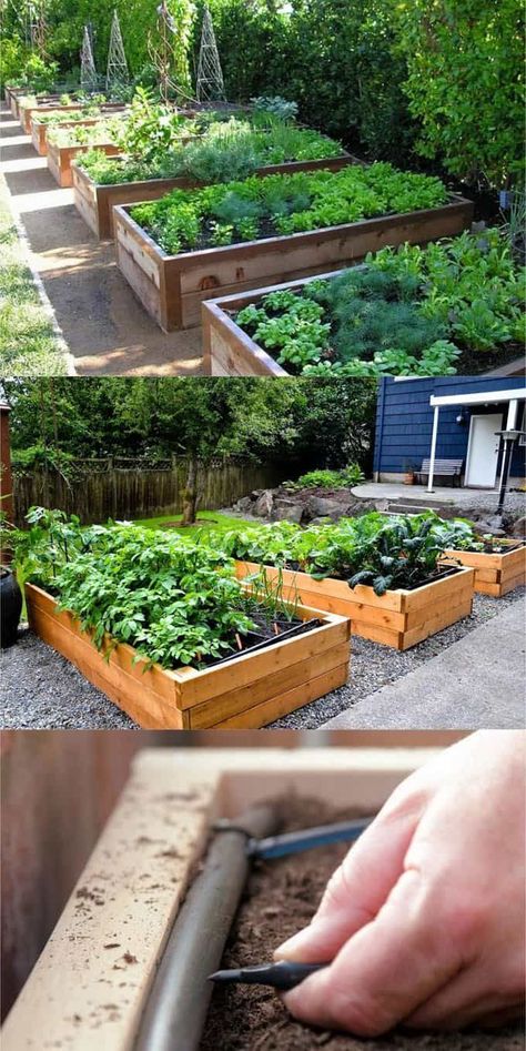 Raised Bed Gardens, Plantarea Legumelor, Rustic Landscaping, Raised Garden Bed Plans, Raised Vegetable Gardens, Diy Garden Bed, Building Raised Garden Beds, Vegetable Garden Raised Beds, Small Vegetable Gardens