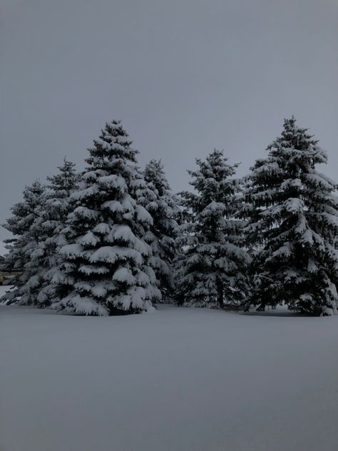 Five pine trees covered in and surrounded by snow Nature, Winter Pine Forest, Snow On Pine Trees, Pine Trees In Snow, Phone Themes Winter, Noel Core, Pine Trees Aesthetic, Snowy Evergreen Trees, Ski Drawing