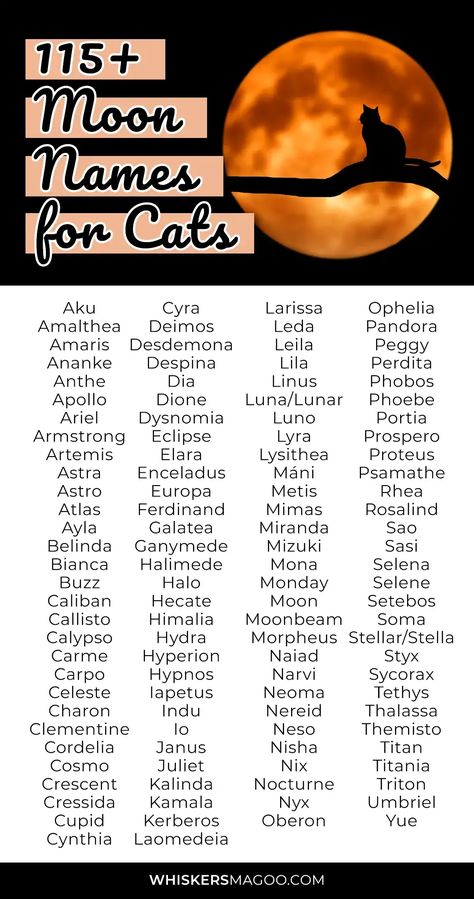 From Apollo, Luna, and Celeste, to Artemis, Buzz, Moon, Astro, and more, check out over 115 mystical moon and moon-inspired names for cats and kittens - right here! Cat Names For Grey Cats, Moon Names In Different Languages, Name Related To Moon, Names Related To Moon, Moon Names Aesthetic, Moon Birthmark, Moon Name Ideas, Moon Related Names, Good Cat Names