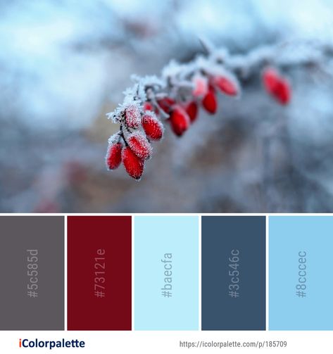 Color Palette ideas from 693 Winter Images | iColorpalette Christmas Color Palette, Color Palette Ideas, Winter Color Palette, Color Schemes Colour Palettes, Palette Ideas, Nails Winter, Winter Images, Color Palate, Color Palette Design